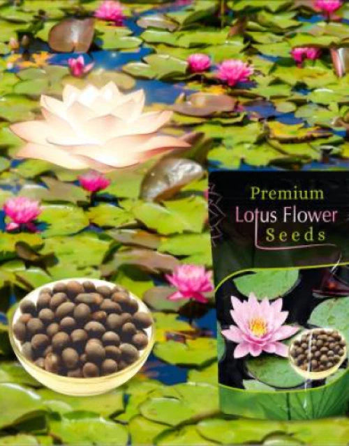 Bonsai Lotus Flower Seeds Buy 1 Get 1 Free + Free 10 Zip Lock Poly