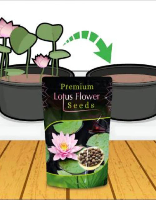 Bonsai Lotus Flower Seeds Buy 1 Get 1 Free + Free 10 Zip Lock Poly