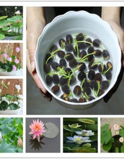 Bonsai Lotus Flower Seeds Buy 1 Get 1 Free + Free 10 Zip Lock Poly