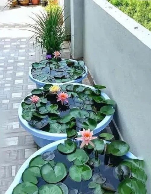 Bonsai Lotus Flower Seeds Buy 1 Get 1 Free + Free 10 Zip Lock Poly