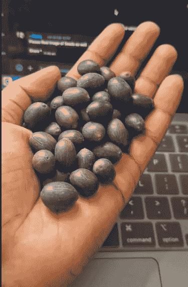 Bonsai Lotus Flower Seeds Buy 1 Get 1 Free + Free 10 Zip Lock Poly