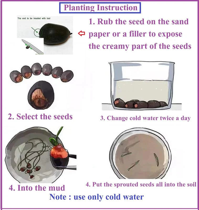 Bonsai Lotus Flower Seeds Buy 1 Get 1 Free + Free 10 Zip Lock Poly
