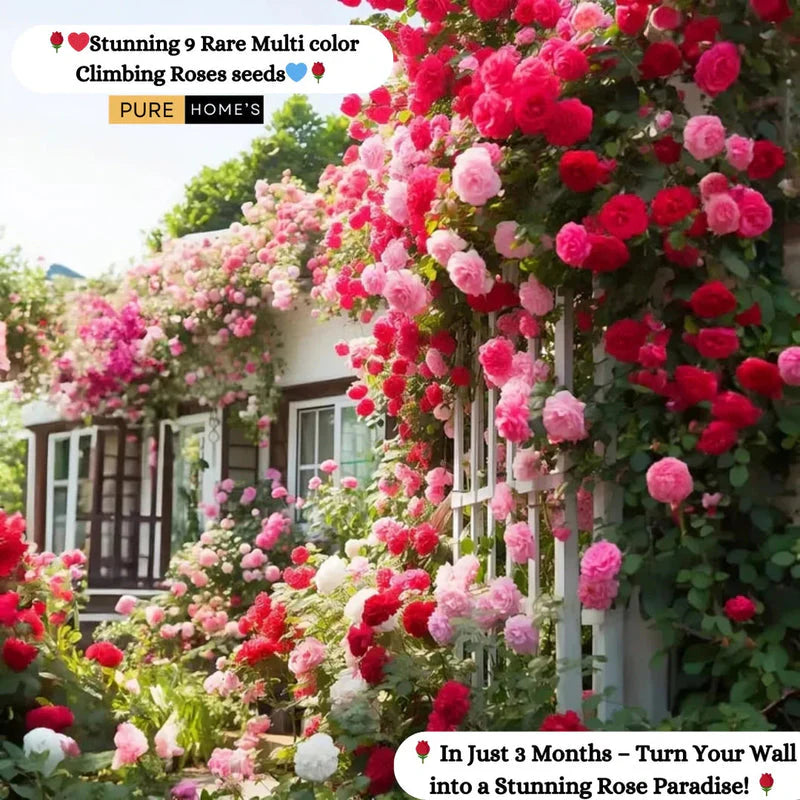 š¹ Elegant Climbing Rose Flower Seeds- 9 Rare and Breathtaking Colors Seeds