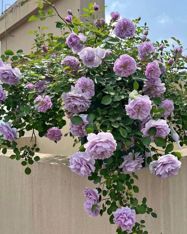 š¹ Elegant Climbing Rose Flower Seeds- 9 Rare and Breathtaking Colors Seeds
