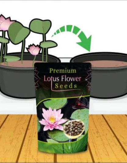 Bonsai Lotus Flower Seeds Buy 1 Get 1 Free + Free 10 Zip Lock Poly