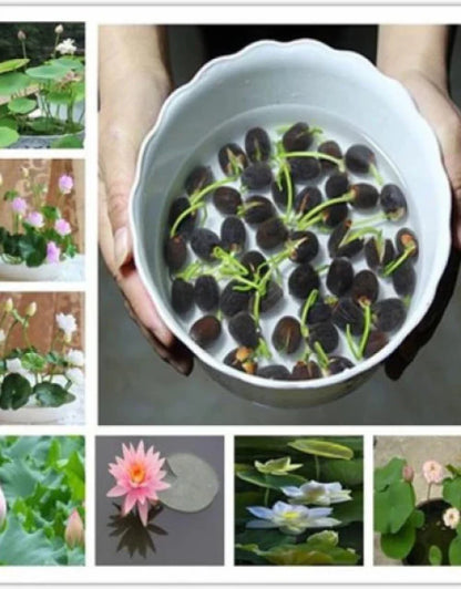 Bonsai Lotus Flower Seeds Buy 1 Get 1 Free + Free 10 Zip Lock Poly
