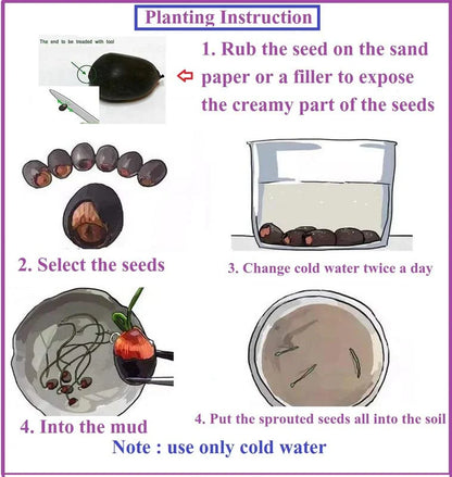 Bonsai Lotus Flower Seeds Buy 1 Get 1 Free + Free 10 Zip Lock Poly