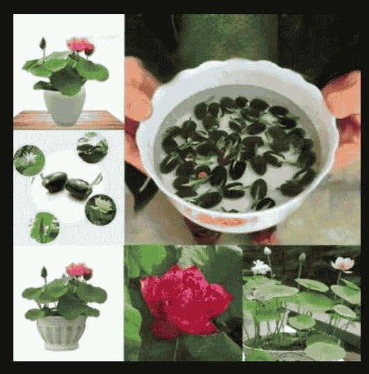 Bonsai Lotus Flower Seeds Buy 1 Get 1 Free + Free 10 Zip Lock Poly